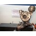 Foto 1 Turbo Skoda 1.9 ALH, AHF, AJM, AUY, ASV, 115CV -- 454232